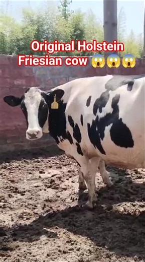 "Holstein Friesian Cow: Majestic Black & White Dairy Queen 🐄 #CowVideos #Cow #গরু
