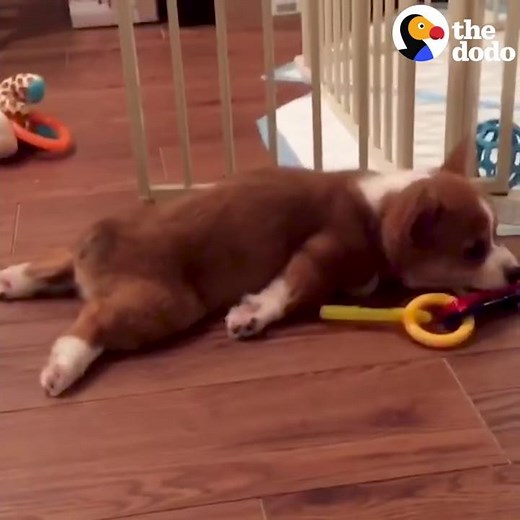 Corgi Puppy Sploot Compilation | The Dodo