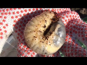 カブトムシの幼虫 オスとメスの見分け方【カブトムシの飼育】Japanese beetle larvae