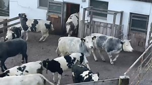 Die Almrinder genießen den wöchentlichen Auslauf am Bergbauernhof von Thaler Stefan vulgo Riesberg in Itter. Im Sommer verbringen die Almrinder auf der Alm und im Winter werden sie in Kombinationshaltung gehalten. | Rinderzucht Tirol