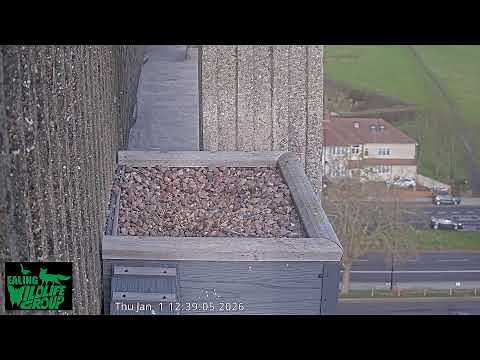 Watch Ealing’s Peregrine Falcons live on our webcam!