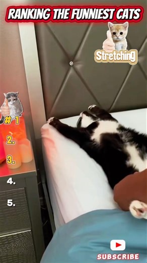 Ranking the Funniest Cats Stretching 😹