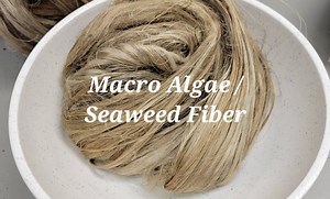 Seaweed Alga Long Fiber Bundle. 100% Natural Fiber. Enteromorpha Flexuosa (previous Name Ulva Flexuosa) - Etsy