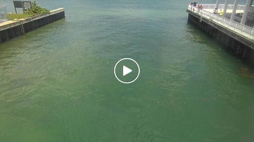 Manatee Lagoon Cam