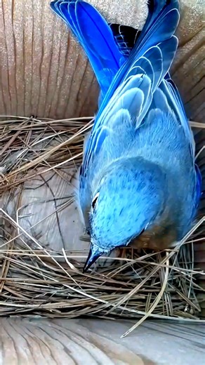 Bluebirds are busy building 🐦 #wildlife #birdwatching #nature #birdhouse #birds | Nest Box Live