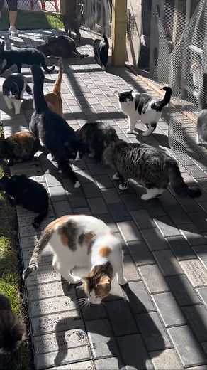 16K views · 44 reactions | A memory of our playground progress!!  #itsbeenajourney #funtimes #believe #dreambig #catsanctuary #catio #recess #playground #furballfarmcatsanctuary 殺殺 | Furball Farm Cat Sanctuary | Facebook