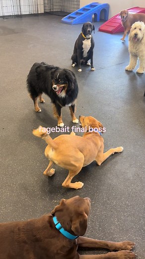 The Uncatchable Final Boss: A Race Against Time