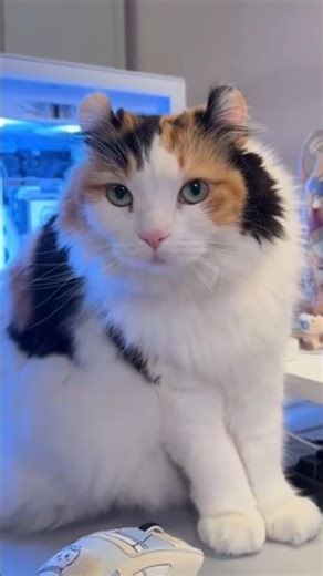 She Is Definitely A Fearful Hunter 😺