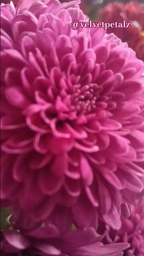 Chandramallika Magic 💖 | Pink Chrysanthemum Close-Up | Sevantige Flower 🌸