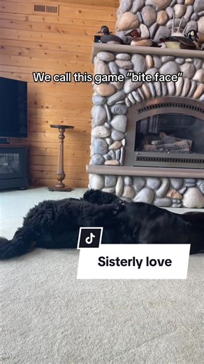 Boo the Cane Corso on TikTok