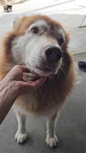 Gentle Husky Moments | A Cute Dog with Calm Eyes #huskylife #dog #shorts