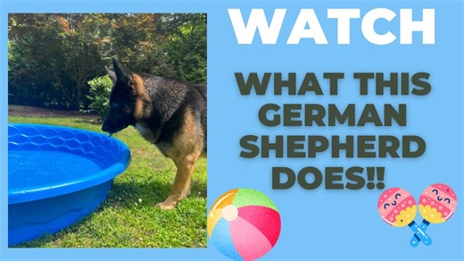 1.5K views · 312 reactions | This talented pup has some serious moves! Get ready to fall in love with this German Shepherd dancing to salsa music in his kiddie pool  | Moose the Legend's Legacy - Stevie | Facebook