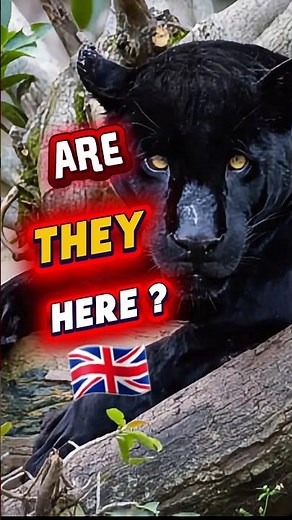 Is this the UK's Mystery Big Cat?