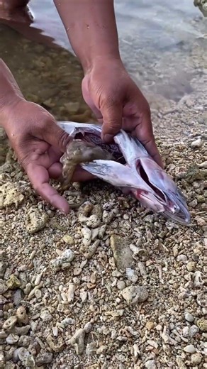 Shocking Discovery! This Shark's Last Meal Was an Octopus! 🦈🐙