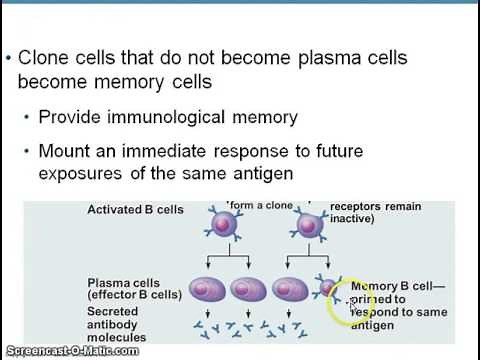 B cell clonal selection