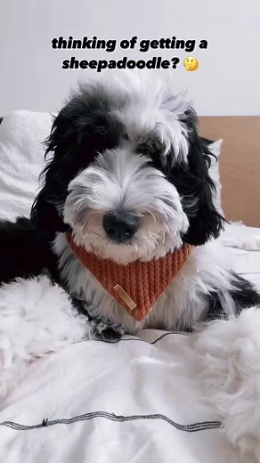thinking of getting a sheepadoodle?? 🧐 here are a few things you might expect! #sheepadoodle #sheepadoodlepuppy #sheepadoodlesoftiktok #doodlepuppy #doodlesoftiktok #doodlesoftheworld #dogsoftiktok