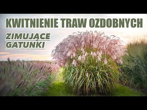 Kwitnące trawy ozdobne do ogrodu - tylko wieloletnie gatunki