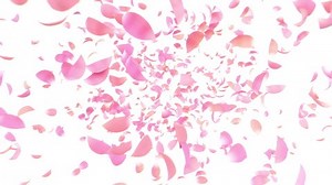 Pink petal explosion animation for happy scenes