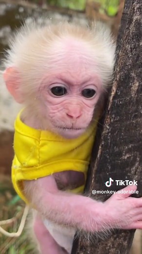 Baby Monkey Cries and Gets Angry with Mom | Emotional Monkey Reaction