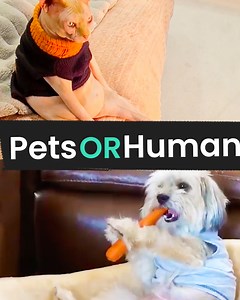 Are They Pets🐱 Or Humans👨?! | Animal Antics