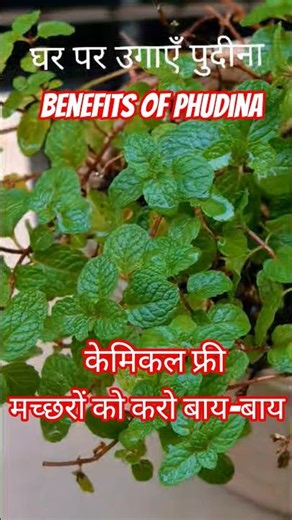 Benefits of Phudina #mint #organic #herbs #shorts #gardening #viral #4k