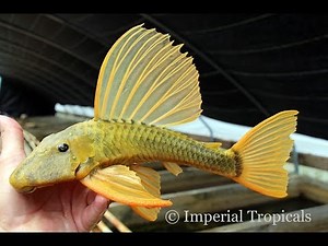 Hypostomus Luteus