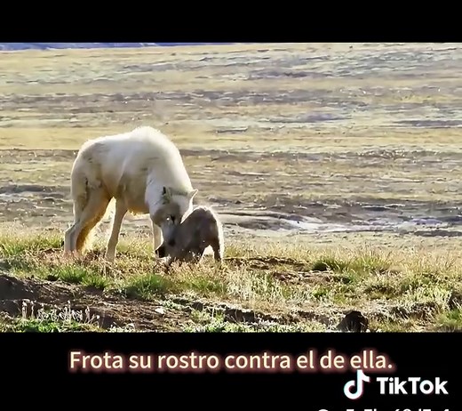 Exploring the Wild Nature Through Documentaries