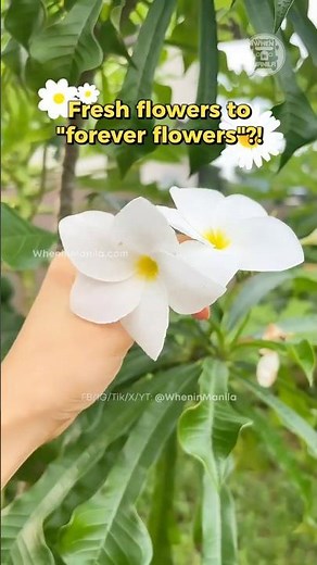 Microwave dried flowers hack! How to preserve any flower in minutes for DIY crafts! #hack #tutorial