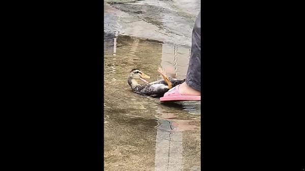 Duck plays in puddle while avoiding foot in Guizhou, China