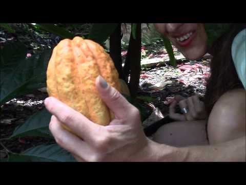 Cutting and Processing Cacao Beans Part 1