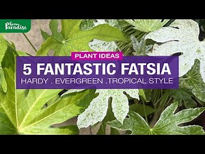 5 FANTATSIC FATSIA - Hardy, Evergreen & Tropical Style