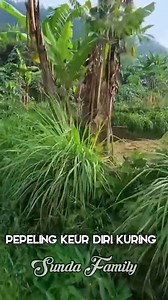 pepeling hirup | Sunda Family