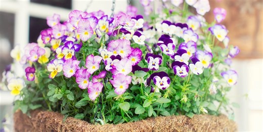 10 expert plant choices for winter hanging baskets