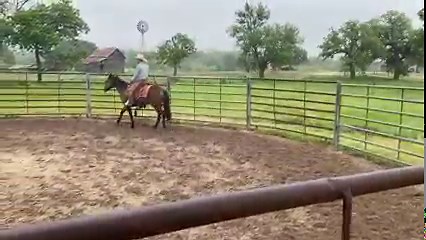 18K views · 1.1K reactions | Gail day 8 I think transitions, up through the gaits and back down on a loose rein, are an essential basic I need to have with my horses. Transitions and straightness are what really help me get my horse confident and forward. Using the reins like a brake & steering joystick, breeds confusion and anxiety for the horse. #tyranch #nodust #wemissyougail | Ty Murray | Facebook