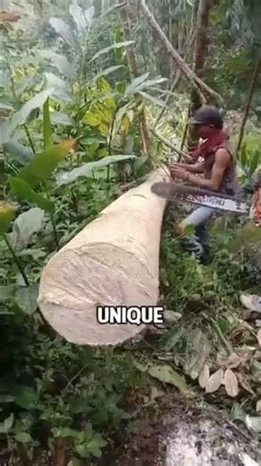 The Lightest Wood on Earth! 🌲💨 #balsawood #indonesia #shorts