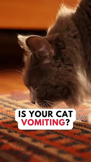 Why Does My Cat Vomit Frequently?
