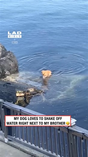 LADbible on Instagram: "That dog knows exactly what it’s doing 🤣💦⁠ ⁠ According to animal scientists, dogs shake off water as a highly efficient way to dry themselves, using a motion that can remove up to 70% of the water from their fur in just a few seconds. The rapid side-to-side shake creates enough force to fling water droplets away, helping them stay warm and avoid irritation.⁠ ⁠ It’s an instinctive behaviour that kicks in almost immediately after getting wet, whether it’s from a bath, a s