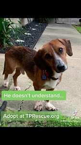 5.5K views · 75 reactions | Tucker is looking for his furever family! | Tiny Paws Rescue | Facebook
