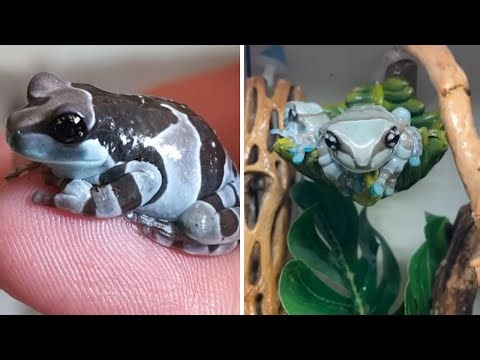 This Frog Looks Cute… Until It Leaks Poisonous Milk 🐸😱