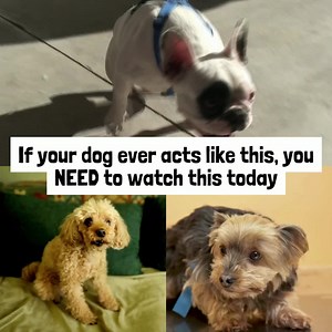 "My dog, Buddy, has been barky, nervous, anxious and reactive his whole life and hated being alone. He gets a lot of anxiety and anything would set him off. He'd bark at other dogs, animals and people as well as whine and bark constantly when he was alone. He'd be jumpy and skittish around anyone but us and whined when left alone for any amount of time. I couldn't go to another room without him freaking out and crying. It wasn't good for him, and it was tiring for us at times. We'd tried so many