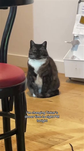 The Grumpy Cat Phenomenon: Exploring Cat Expressions