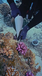 Underwater Gardening: How Coral Gardeners Restore Reefs