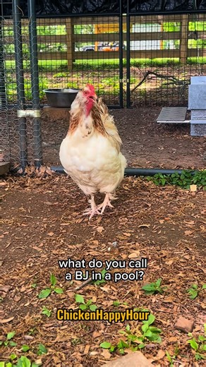 Chicken Happy Hour | Head Underwater 🙃 #jokes #dadjokes #parody #comedy #chickens #funnyanimals #chickenhappyhour Punchline audio @sarabareilles 🫣🫶 | Instagram