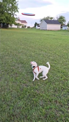 Frisbee BEAGS #beagle #doxle #Frisbee
