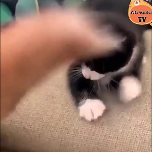 Nanny 😍🥰😘 | Cat Baby Fun