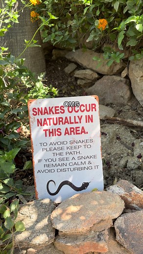 Encounters at the Pool: Snakes, Hummingbirds, and Surprises