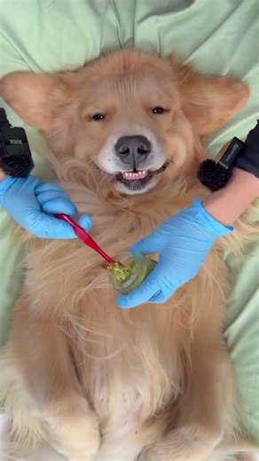 The immersive dog teeth cleaning bone gnawing and teeth grinding experience is excellent.