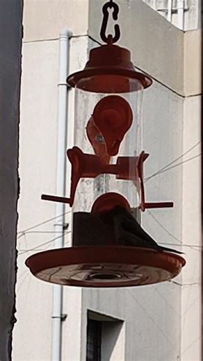 “Unbelievable Bird Moments Caught on Camera 🐦✨”#shortvideos #birds #birdsounds #trendingshorts