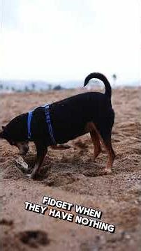 Why do dogs sometimes dig holes in the yard — even if there’s no obvious reason?🐶🕳️#shorts