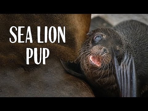 Meet Taronga's New Australian Sea Lion Pup!
